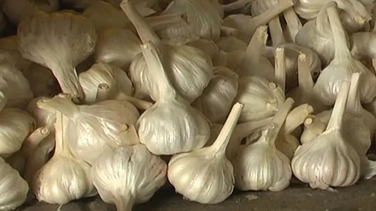 લસણમાં સલ્ફર કમ્પાઉન્ડ હોય છે, જે ઔષધીય ગુણધર્મો તરીકે કાર્ય કરે છે. આ કમ્પાઉન્ડમાંથી એક એલિસિન હોય છે, જે ઘણી સમસ્યાઓથી રાહત આપે છે. લસણમાં વિટામિન B6, વિટામિન C, મેંગેનીઝ, સેલેનિયમ અને ફાઇબર જેવા તત્વો હોય છે, જે શરીરની રોગપ્રતિકારક શક્તિ વધારવામાં મદદ કરે છે. આ જ કારણ છે કે, આયુર્વેદમાં લસણને કુદરતી એન્ટિબાયોટિક માનવામાં આવે છે.