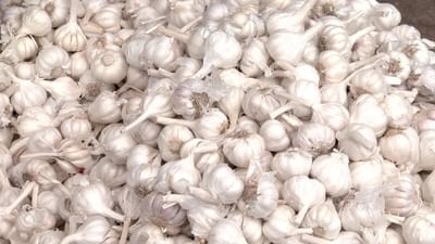 શિયાળા દરમિયાન 'લસણ' એક દવા તરીકે કામ કરે છે. તે શરીરને અંદરથી મજબૂત બનાવે છે અને ઘણી બીમારીઓથી રાહત આપે છે.