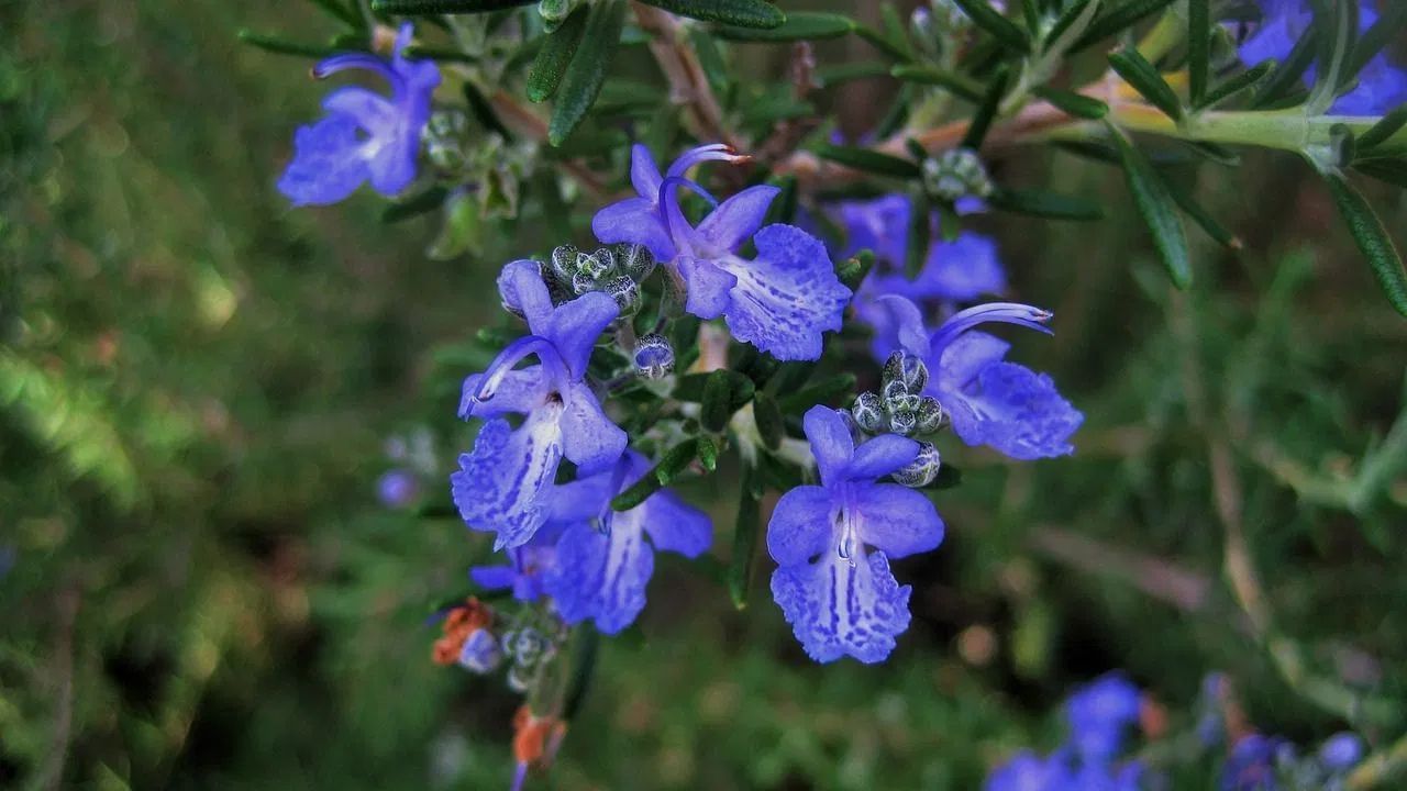 વાળ માટે રોઝમેરી - જો તમે તમારા વાળને સ્વસ્થ અને મજબૂત બનાવવા માંગતા હો, અને વાળ ખરવા પણ ઘટાડવા માંગતા હો, તો રોઝમેરીના પાંદડા અસરકારક હોય છે. તમે તેને તેલ સાથે ભેળવીને તમારા વાળમાં લગાવી શકો છો, અથવા તમે સ્પ્રે બોટલમાં પાણીને સારી રીતે ઉકાળીને તેને તમારા માથાની ચામડી પર લગાવીને પણ તેનો ઉપયોગ કરી શકો છો. બજારમાં હવે રોઝમેરી ઘણા તેલ અને સીરમમાં ઉમેરવામાં આવી રહી છે. રોઝમેરીના ફૂલોમાં પણ ઘણા ગુણધર્મો છે. તે સોજો અને ખીલ ઘટાડે છે, અને ત્વચાની રચના સુધારે છે. આ ફૂલોને ઉકાળો અને પાણીનો ટોનર તરીકે ઉપયોગ કરો.