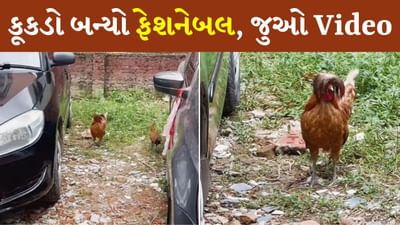 કૂકડાની હેરસ્ટાઇલ જોઈને લોકોને યાદ આવી 'તેરે નામ', લોકો આ Viral Videoની લઈ રહ્યા છે મજા