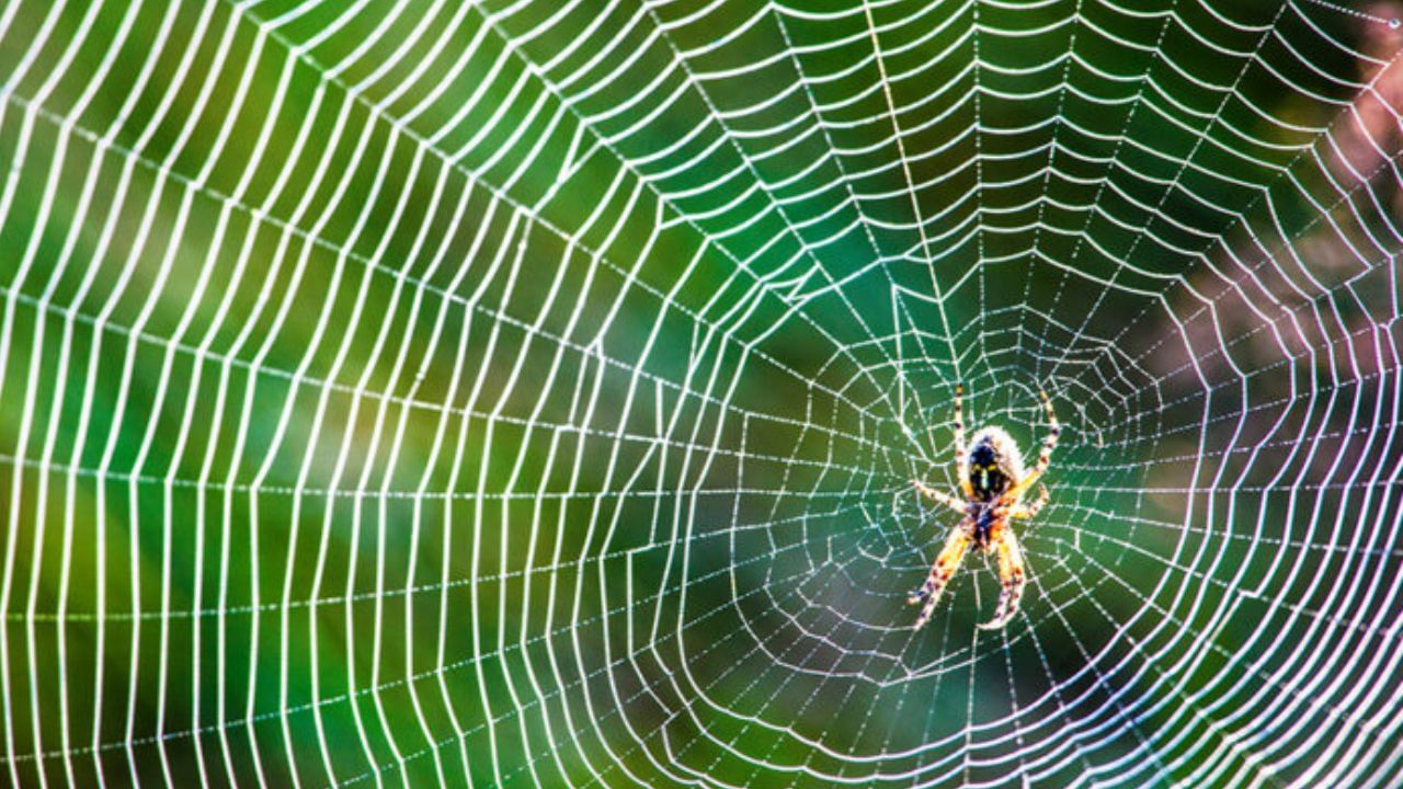 રસોડામાં કરોળિયાના જાળાને પણ અશુભ માનવામાં આવે છે. એવું માનવામાં આવે છે કે આનાથી પરિવારના સભ્યો સતત બીમારીથી પીડાય છે.