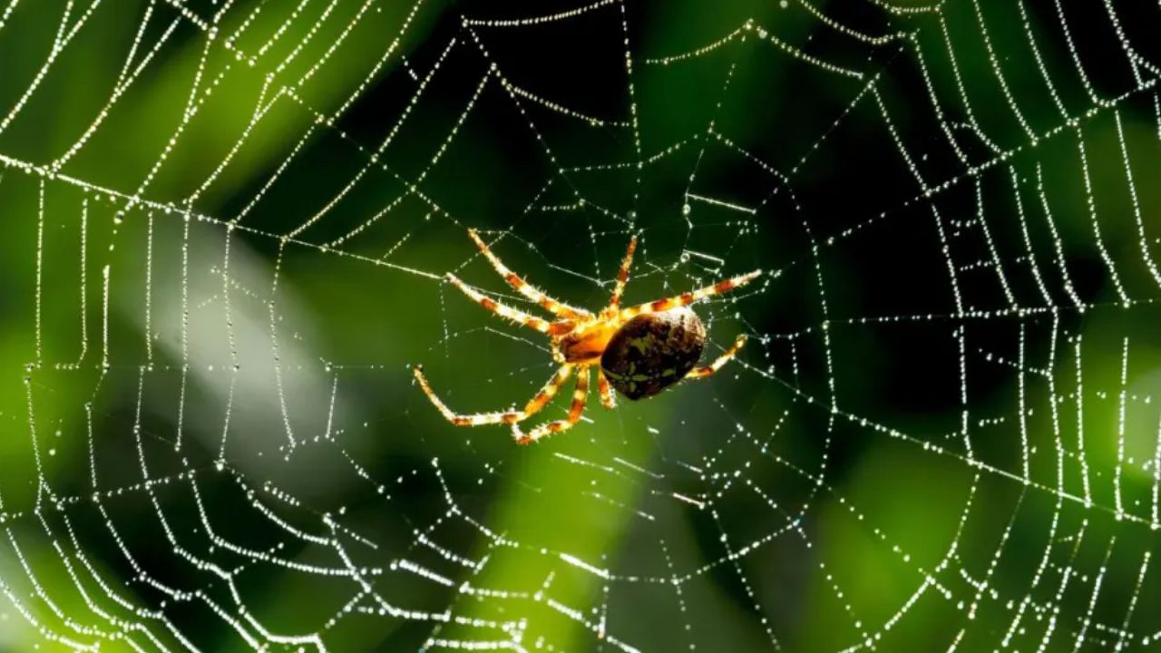 એવું માનવામાં આવે છે કે ઘરમાં કરોળિયાના જાળા વાસ્તુ દોષોનું કારણ બને છે. આ ઘણીવાર પારિવારિક જીવનમાં તણાવપૂર્ણ પરિસ્થિતિઓ તરફ દોરી શકે છે. આ બાળકોના સ્વાસ્થ્ય પર પણ અસર કરે છે. તે પરિવારમાં અશાંતિનું વાતાવરણ બનાવે છે, જે ક્યારેક જીવનમાં સુખ અને સમૃદ્ધિનો અભાવ લાવી શકે છે. તેથી, જો તમને ઘરના ખૂણામાં કરોળિયાના જાળા દેખાય છે, તો તેને તાત્કાલિક દૂર કરો.