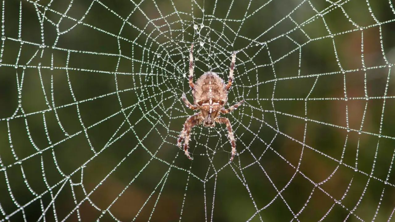 ઘરના મંદિરમાં ક્યારેય કરોળિયાના જાળા બનવા ન દો. એવું માનવામાં આવે છે કે મંદિરમાં કરોળિયાના જાળા દુર્ભાગ્યનું કારણ બની શકે છે.