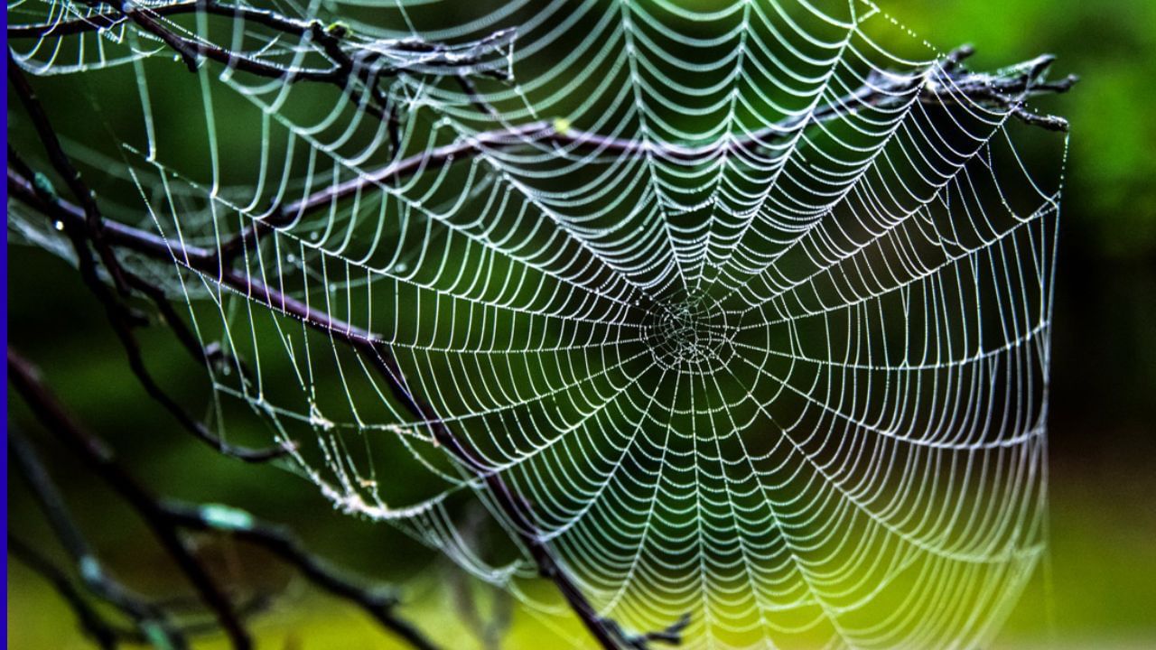 વાસ્તુશાસ્ત્ર અનુસાર, ઘરના ખૂણામાં લાંબા સમય સુધી કરોળિયાના જાળા પરિવારના સભ્યો માટે નાણાકીય સમસ્યાઓનું કારણ બની શકે છે અને ધીમે ધીમે નાણાકીય નુકસાન તરફ દોરી શકે છે.