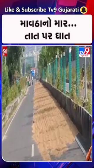 સુરતના ખેડૂતો વરસાદ બાદ પાક બચાવમાં તત્પર