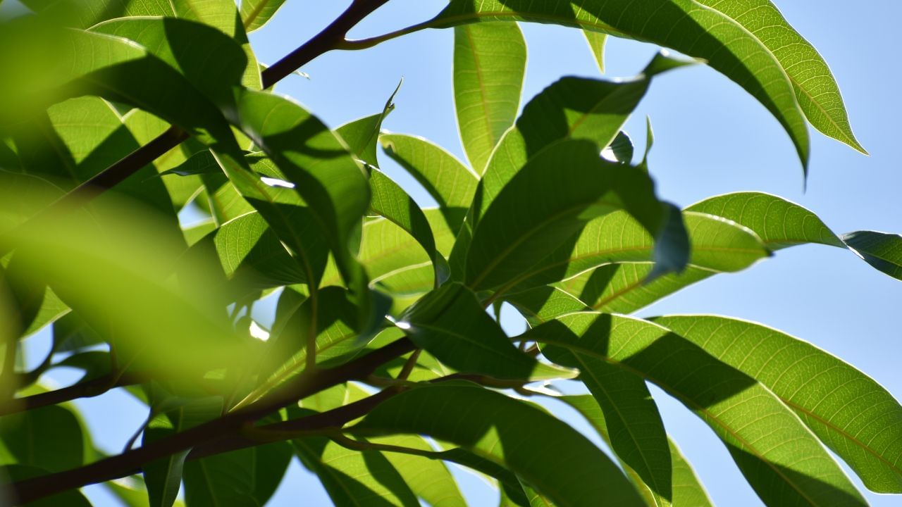 વાસ્તુ નિષ્ણાતોના મતે, દિવાળી પર તમારા ઘરને સાફ કર્યા પછી તમારે આંબાના પાન લેવા જોઈએ. તમારે આ કેરીના પાનનો ઉપયોગ આખા ઘરમાં ગંગાજળ, કેસર, કાચું દૂધ અને હળદર છાંટવા માટે કરવો જોઈએ. તમારે એ પણ ધ્યાન રાખવું પડશે કે, તમે બાથરૂમ કે શૌચાલયમાં આમાંથી કોઈ પણ વસ્તુનો છંટકાવ ન કરો. આ સરળ ઉપાયથી મૈયા લક્ષ્મી પ્રસન્ન થાય છે, જેનાથી ઘરમાં આર્થિક મુશ્કેલીઓ દૂર થાય છે.