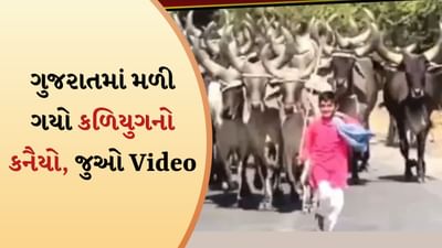 Heart touch video: કળિયુગનો કનૈયો દિલ જીતનારો! જેના એક અવાજથી ચાલે છે ગાયોનું આખું ધણ, જુઓ મનમોહક વીડિયો