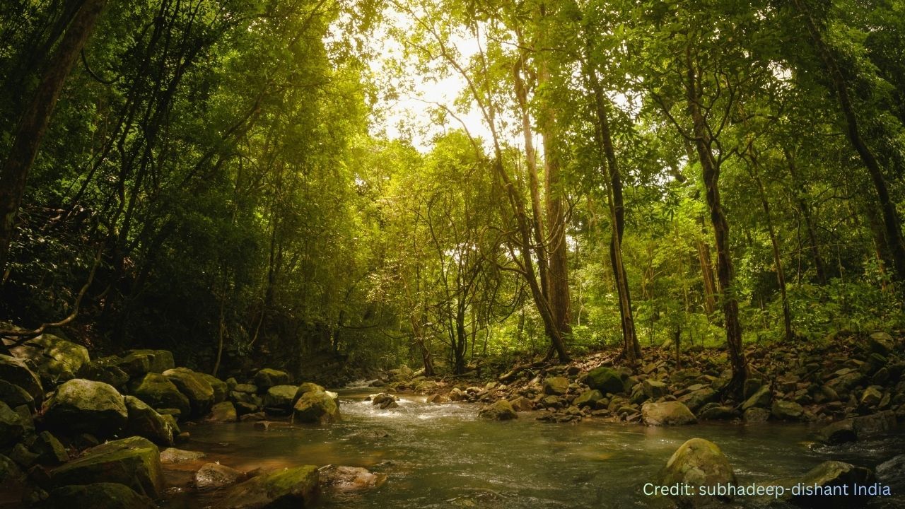 FAO ના પ્રમાણે 2025માં ભારત રેન્કિંગમાં 9મા ક્રમે છે. તેમાં 72.7 મિલિયન હેક્ટર જંગલો છે. સતત વૃક્ષારોપણ અને સુધારેલ દેખરેખને કારણે ભારતના જંગલો સતત વિસ્તરી રહ્યા છે.