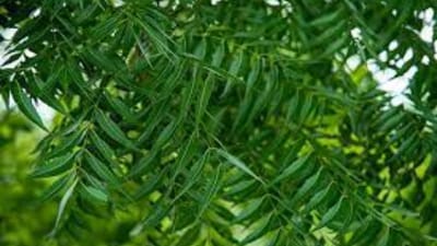 લીમડો ઔષધિય ગુણોથી ભરપૂર એક એવુ ઝાડ છે જેના પાન, ડાળી, છાલ, વગેરેનો ઉપયયોગ સ્વાસ્થ્ય માટે ઘણો ફાયદાકારક છે.