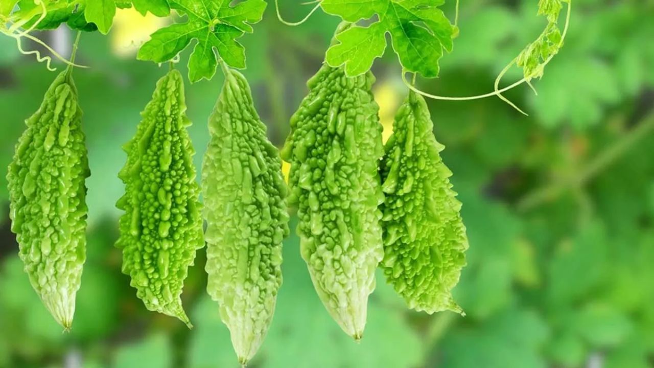 કારેલાનો સ્વાદ કડવો હોય છે, પરંતુ તે સ્વાસ્થ્ય માટે અત્યંત ફાયદાકારક છે. કારેલામાં બળતરા વિરોધી ગુણધર્મો હોય છે જે સાંધાના સોજા અને સંધિવાને કારણે થતા દુખાવાને ઘટાડે છે. તે સ્વસ્થ ચયાપચય (મેટાબૉલિઝમ) જાળવી રાખીને યુરિક એસિડને નિયંત્રિત કરવામાં મદદ કરે છે.