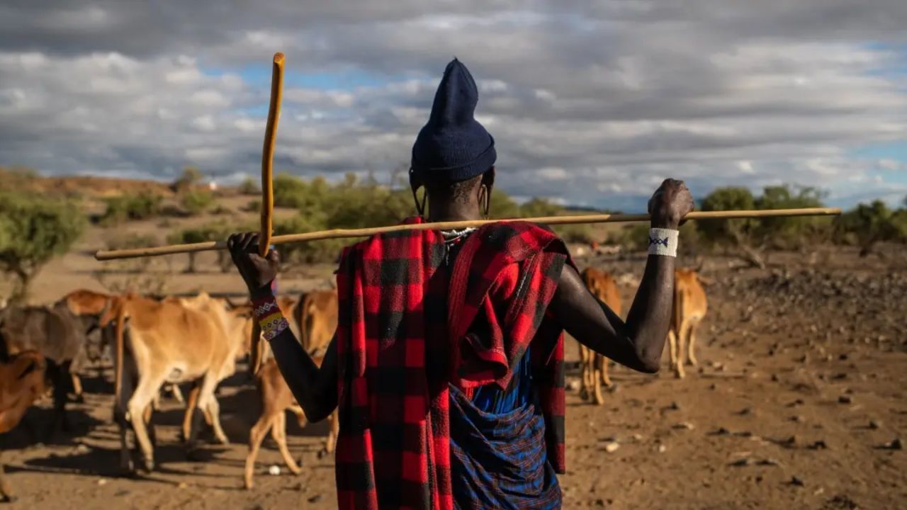 મસાઇ જનજાતિ આજે પણ સદીઓ જૂની પરંપરાઓનું પાલન કરે છે. આમાંથી એક છે ગાયનું તાજું લોહી પીવું.