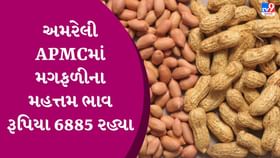 APMC Market Rates: અમરેલી APMCમાં મગફળીના મહત્તમ ભાવ રૂપિયા 6885 રહ્યા