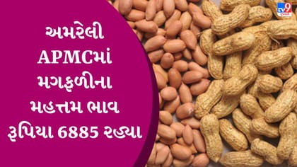 APMC Market Rates: અમરેલી APMCમાં મગફળીના મહત્તમ ભાવ રૂપિયા 6885 રહ્યા