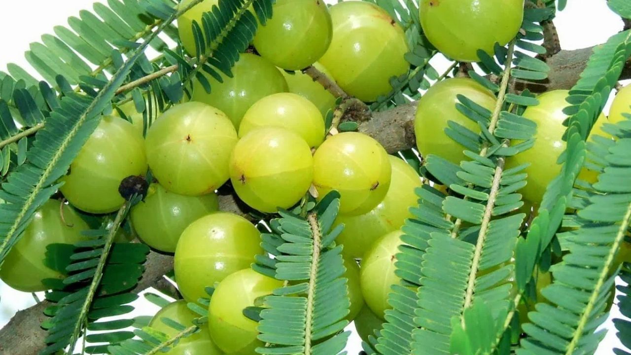 સંશોધન સૂચવે છે કે આમળામાં કેટલાક કુદરતી સંયોજનો હોય છે જે સંવેદનશીલ વ્યક્તિઓમાં એલર્જીક પ્રતિક્રિયાઓ, ખંજવાળ અથવા સોજો લાવી શકે છે. વધુમાં કે આમળાનું સેવન કરવાથી કેટલીક તબીબી પરિસ્થિતિઓ વધુ ખરાબ થઈ શકે છે. આનો અર્થ એ છે કે આમળા એક સુપરફૂડ છે, પરંતુ તે દરેક માટે નથી. તેનું સેવન કરતા પહેલા તમારા શરીર અને તમારી સ્વાસ્થ્ય સ્થિતિને સમજવી ખૂબ જ મહત્વપૂર્ણ છે.