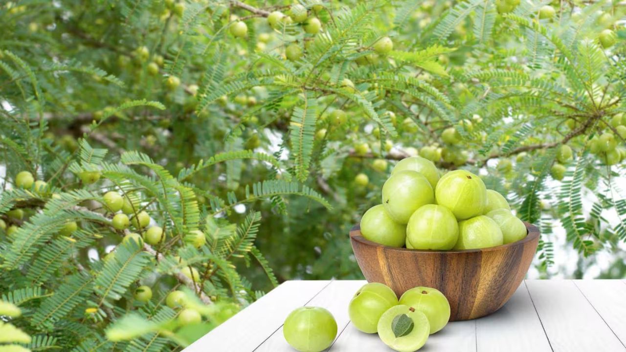 લોહી પાતળું કરનાર દવાઓ લેતા લોકો: આમળા પોતે લોહી પાતળું કરનાર એજન્ટ છે. જો તમે વોરફેરિન, એસ્પિરિન અથવા ક્લોપીડોગ્રેલ જેવી દવાઓ લેતા હોવ તો આમળા રક્તસ્રાવનું જોખમ વધારી શકે છે. રક્તસ્રાવની સમસ્યા ધરાવતા લોકોએ પણ સાવધાની સાથે તેનો ઉપયોગ કરવો જોઈએ.