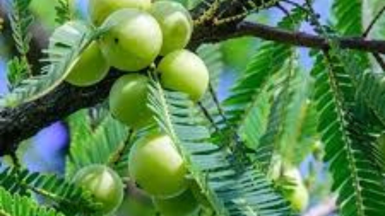 કિડનીની સમસ્યા ધરાવતા લોકો અથવા કિડનીમાં પથરીના ઇતિહાસ ધરાવતા લોકો: આમળામાં વિટામિન સીની માત્રા વધુ હોય છે, જે શરીરમાં ઓક્સાલેટ બનાવે છે. આ ઓક્સાલેટ કિડનીમાં પથરીના નિર્માણમાં ફાળો આપી શકે છે. જો તમને ભૂતકાળમાં કિડનીમાં પથરી થઈ હોય અથવા તમારી કિડની નબળી હોય તો મોટી માત્રામાં આમળાનું સેવન કરવાનું ટાળો.