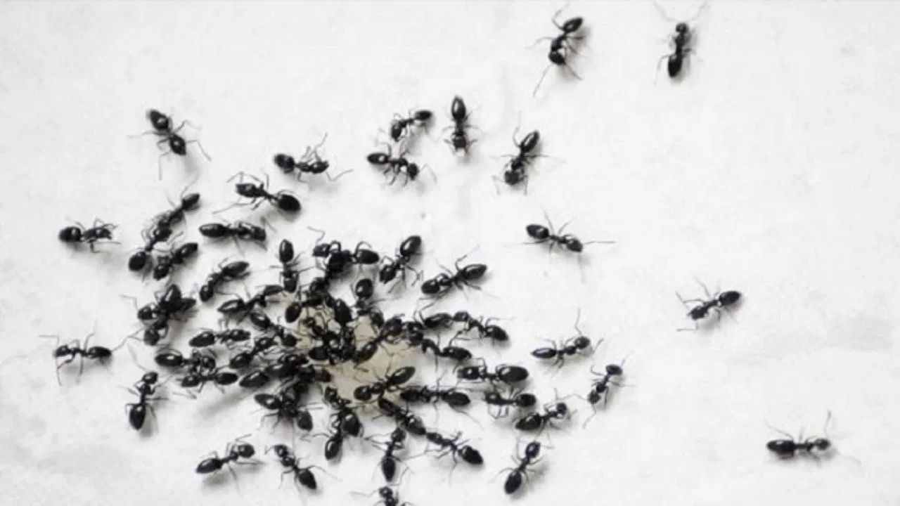 આવું કરવાથી કીડીઓ સાથે સાથે જીવજંતુઓ અને કરોળિયાને પણ દૂર રાખશે.