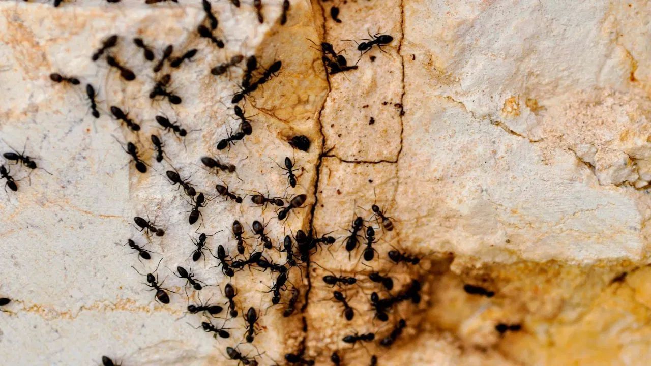 વિનેગર અને પાણીનો ઉપયોગ કરો - કીડીઓને ભગાડવા માટે તમે સરકો અને પાણીના દ્રાવણનો ઉપયોગ કરી શકો છો. આ દ્રાવણ બનાવવા માટે, સફેદ સરકો અને સમાન પ્રમાણમાં પાણી એક બાઉલમાં રેડો અને સારી રીતે મિક્સ કરો. આ મિશ્રણને સ્પ્રે બોટલમાં રેડો. કીડીઓ જે રસ્તેથી પ્રસાર થાય છે ત્યાં આ મિશ્રણનો છંટકાવ કરો. સરકોની ગંધથી કીડી સરળતા ભાગી જશે.