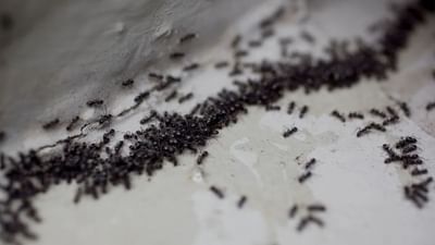 કીડીઓ સામાન્ય રીતે ઘરમાં હરતી ફરતી જોવા મળતી હોય છે. જેમ કે રસોડામાં, બાથરૂમમાં અને બેડરૂમમાં પણ જોવા મળે છે, જેના કારણે ઘણી મુશ્કેલી થાય છે. ક્યારેક, તેનાથી છુટકારો મેળવવો ખૂબ મુશ્કેલ હોઈ શકે છે. જો કે, કેટલાક ઘરેલું ઉપાયોની મદદથી, તમે કોઈપણ રસાયણો વિના તેમને સરળતાથી દૂર કરી શકો છો.