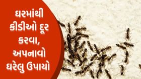 ઘરમાંથી કીડીઓ દૂર કરવા આ 5 ઘરેલુ ઉપાયો અપનાવો
