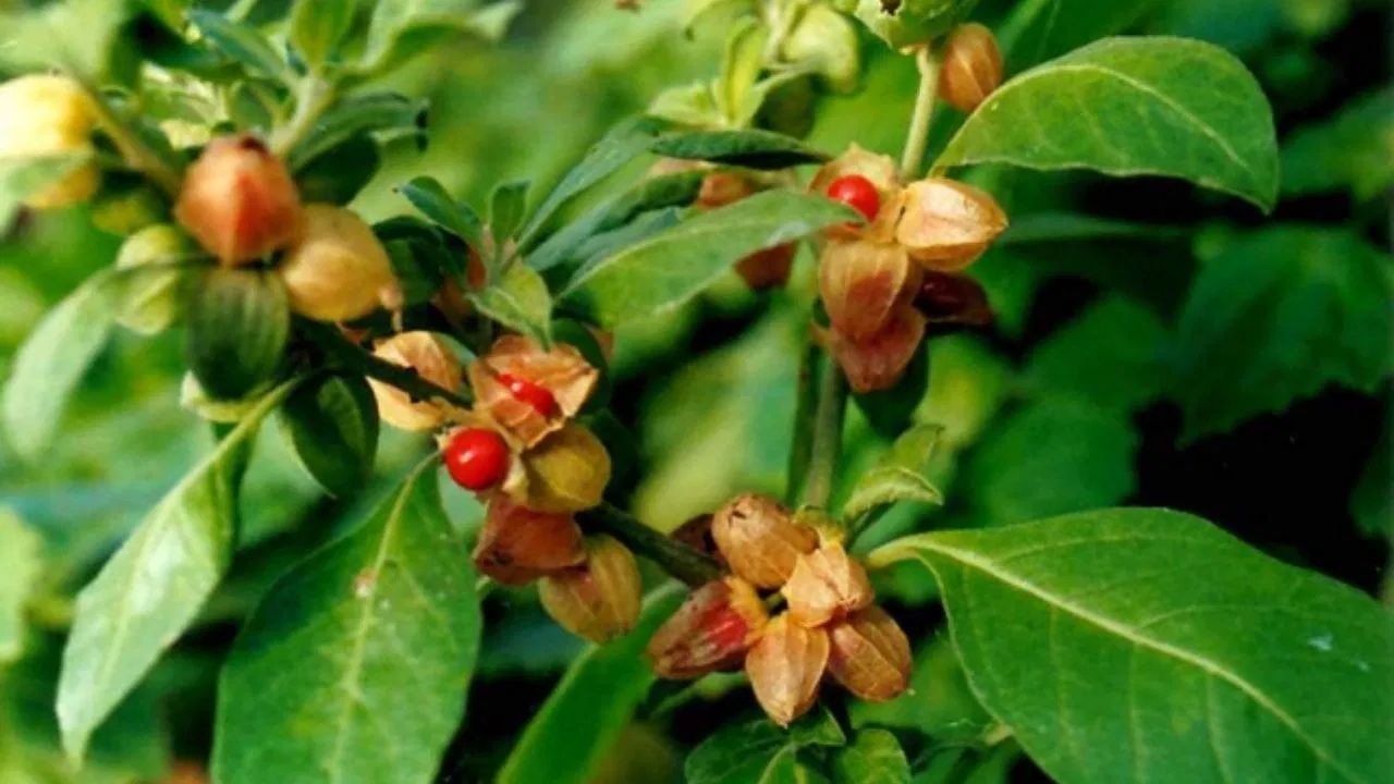 अश्वगंधा एक शक्तिशाली जड़ी बूटी है जो प्रतिरक्षा प्रणाली को मजबूत करती है और सर्दी-खांसी जैसे संक्रमणों से बचाने में मदद करती है। यह कोर्टिसोल (तनाव हार्मोन) के स्तर को कम करके मानसिक शांति भी प्रदान करती है। इसका सेवन करने के लिए, सोने से पहले 2 से 4 ग्राम (लगभग आधा से एक छोटा चम्मच) चूर्ण लेना सबसे अच्छा है। इसे गर्म दूध या गुनगुने पानी के साथ लिया जा सकता है, और स्वाद बढ़ाने के लिए इसमें शहद या घी मिलाया जा सकता है।