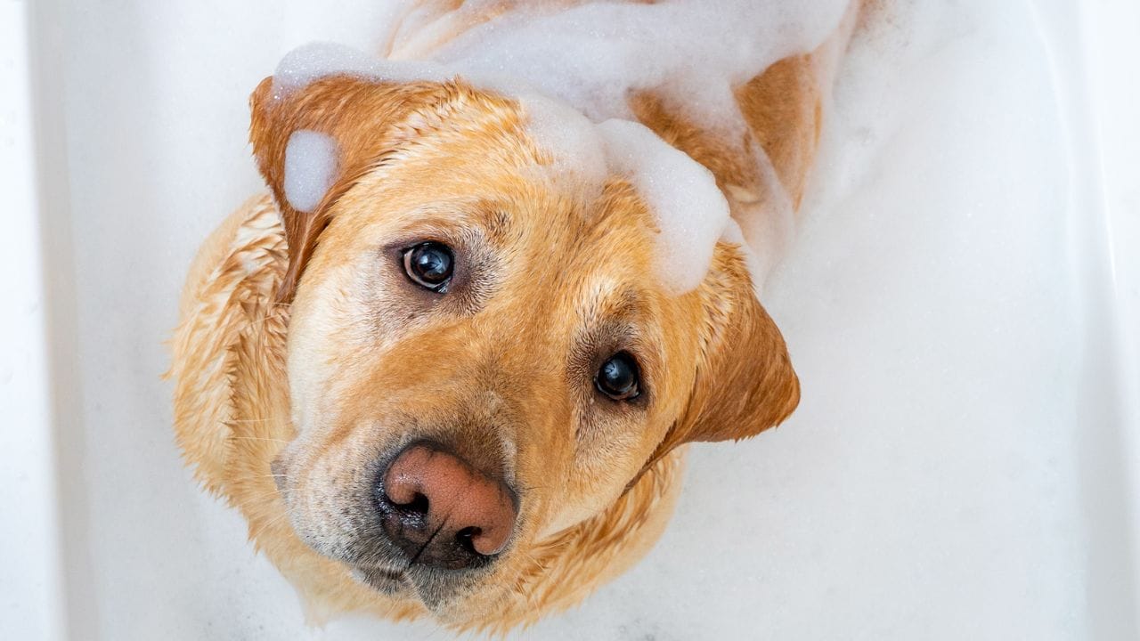 અંતમાં, સ્નાન કર્યા પછી શ્વાનને તરત બહાર ન લઈ જવું જોઈએ કારણ કે તેના શરીરનું તાપમાન ઝડપથી નીચે જઈ શકે છે. તેને રૂમમાં ગરમ વાતાવરણમાં થોડી વાર રાખો, જ્યાં સુધી તે સંપૂર્ણ સૂકી ન જાય. આ રીતે થોડો ધ્યાન રાખીને તમે શિયાળામાં પણ તમારા પાલતુની યોગ્ય કાળજી રાખી શકો છો અને તેને બીમાર પડતા બચાવી શકો છો.