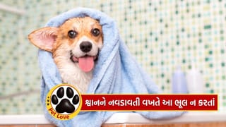શિયાળામાં તમારા પાલતુ શ્વાનને કેવી રીતે નવડાવવું? જાણી લો.. બીમાર નહીં પડે