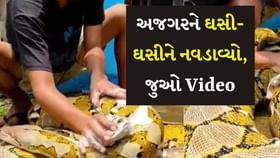 લે બોલો! અજગરને ઘસી-ઘસીને નવડાવામાં આવ્યો