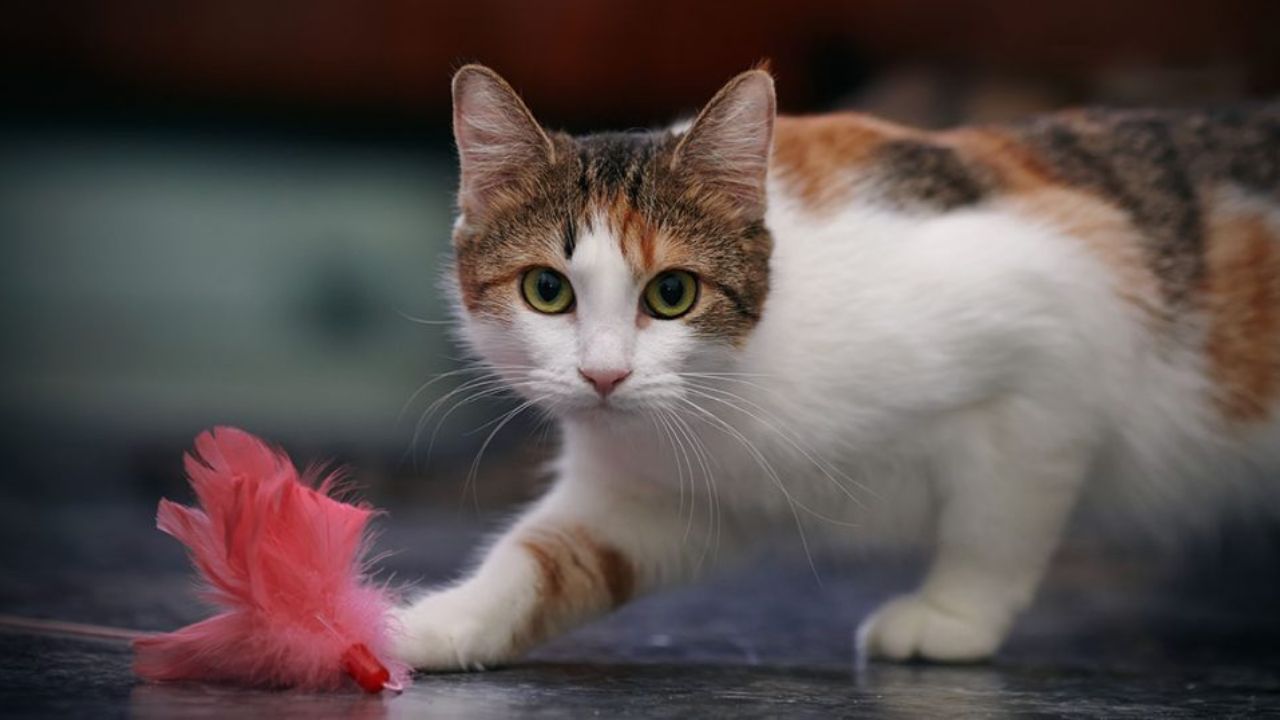 Carry dog on train India