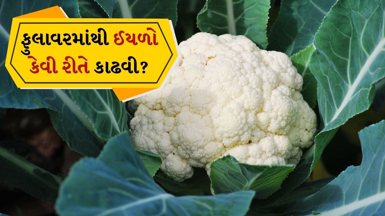 શિયાળાના આગમન સાથે બજારમાં ફુલાવર પુષ્કળ પ્રમાણમાં જોવા મળે છે. ફુલાવર એક એવી શાકભાજી છે જે ખુલ્લી જમીન અને ખેતરોમાં ભેજવાળી જમીનમાં ઉગે છે. આને કારણે, તેમાં જંતુઓ, માટીના કણો અથવા નાના ઇંડા સરળતાથી એકઠા થાય છે. જો યોગ્ય રીતે સાફ ન કરવામાં આવે તો આ ગેસ, ચેપ અથવા ફૂડ પોઇઝનિંગ જેવી પેટની સમસ્યાઓનું કારણ બની શકે છે. તેથી ફુલાવરને રાંધતા પહેલા તેને યોગ્ય રીતે ધોવા અને જંતુઓ દૂર કરવા ખૂબ જ મહત્વપૂર્ણ છે. આ નાના દેખાતા જંતુઓ તમારા સ્વાસ્થ્યને નુકસાન પહોંચાડી શકે છે. તે ફુલાવરની અંદર એટલા નાના અને છુપાયેલા હોય છે કે તે ઘણીવાર અદ્રશ્ય હોય છે.
