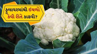 શિયાળાના આગમન સાથે બજારમાં ફુલાવર પુષ્કળ પ્રમાણમાં જોવા મળે છે. ફુલાવર એક એવી શાકભાજી છે જે ખુલ્લી જમીન અને ખેતરોમાં ભેજવાળી જમીનમાં ઉગે છે. આને કારણે, તેમાં જંતુઓ, માટીના કણો અથવા નાના ઇંડા સરળતાથી એકઠા થાય છે. જો યોગ્ય રીતે સાફ ન કરવામાં આવે તો આ ગેસ, ચેપ અથવા ફૂડ પોઇઝનિંગ જેવી પેટની સમસ્યાઓનું કારણ બની શકે છે. તેથી ફુલાવરને રાંધતા પહેલા તેને યોગ્ય રીતે ધોવા અને જંતુઓ દૂર કરવા ખૂબ જ મહત્વપૂર્ણ છે. આ નાના દેખાતા જંતુઓ તમારા સ્વાસ્થ્યને નુકસાન પહોંચાડી શકે છે. તે ફુલાવરની અંદર એટલા નાના અને છુપાયેલા હોય છે કે તે ઘણીવાર અદ્રશ્ય હોય છે.