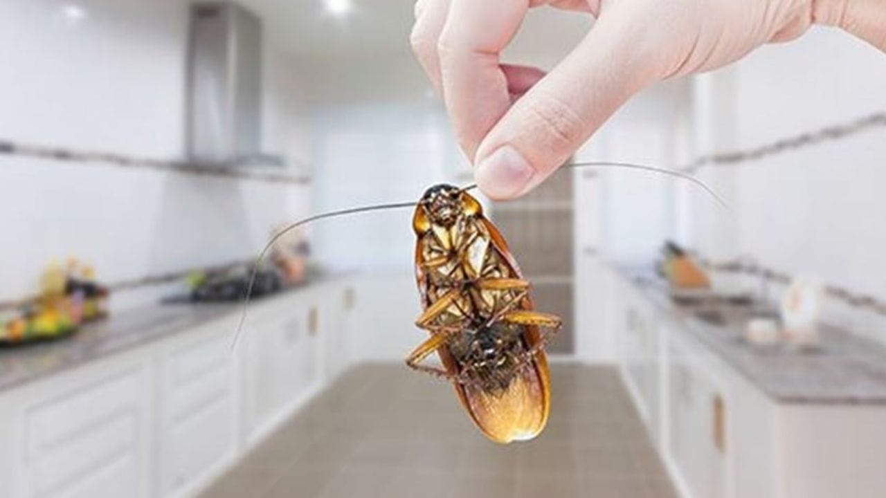 તેને સૌથી અસરકારક અભિગમ માનવામાં આવે છે. ઘરમાં થોડી દૈનિક સફાઈ અને નાના છિદ્રો અને તિરાડોને સીલ કરવાથી પુનરાવૃત્તિને નોંધપાત્ર રીતે અટકાવી શકાય છે. જો સમસ્યા ગંભીર હોય, તો પ્રોફેશનલ મદદ લેવી બેસ્ટ છે.
