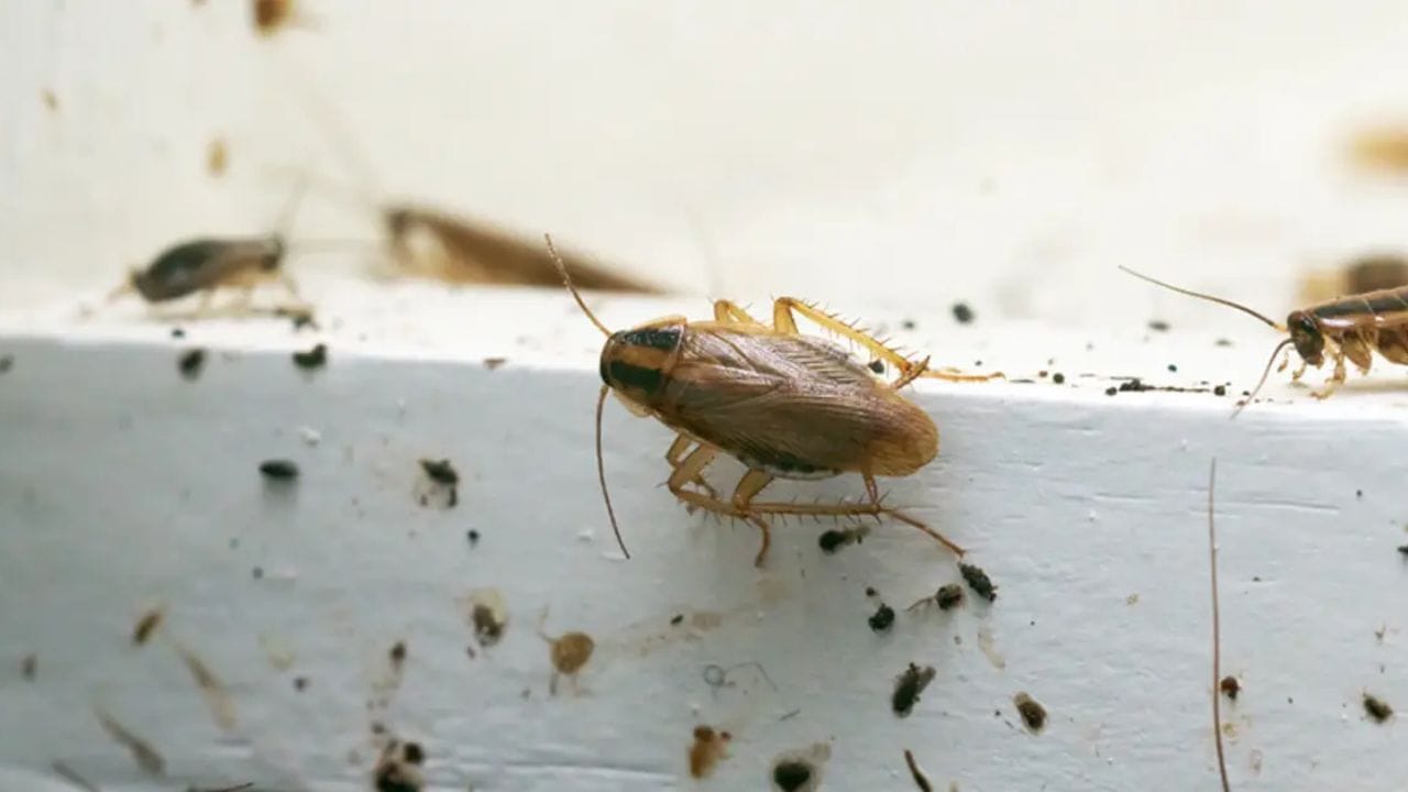 ભારતમાં વંદો સામાન્ય છે: વંદો ભારતીય ઘરોમાં સૌથી સામાન્ય અને ગંદકી કરનારા જીવાતોમાંનો એક છે. રસોડું ગમે તેટલું ચમકતું હોય કે ઘર ગમે તેટલું સ્વચ્છ હોય, આ જંતુઓ કોઈકને કોઈ રીતે ઘર શોધવામાં સફળ થાય છે. સમસ્યા ફક્ત ભય કે ગંદકીની નથી. વંદો બેક્ટેરિયા ફેલાવી શકે છે અને ઘણા લોકોમાં એલર્જી અથવા અસ્થમાના લક્ષણોને વધારી શકે છે. 
