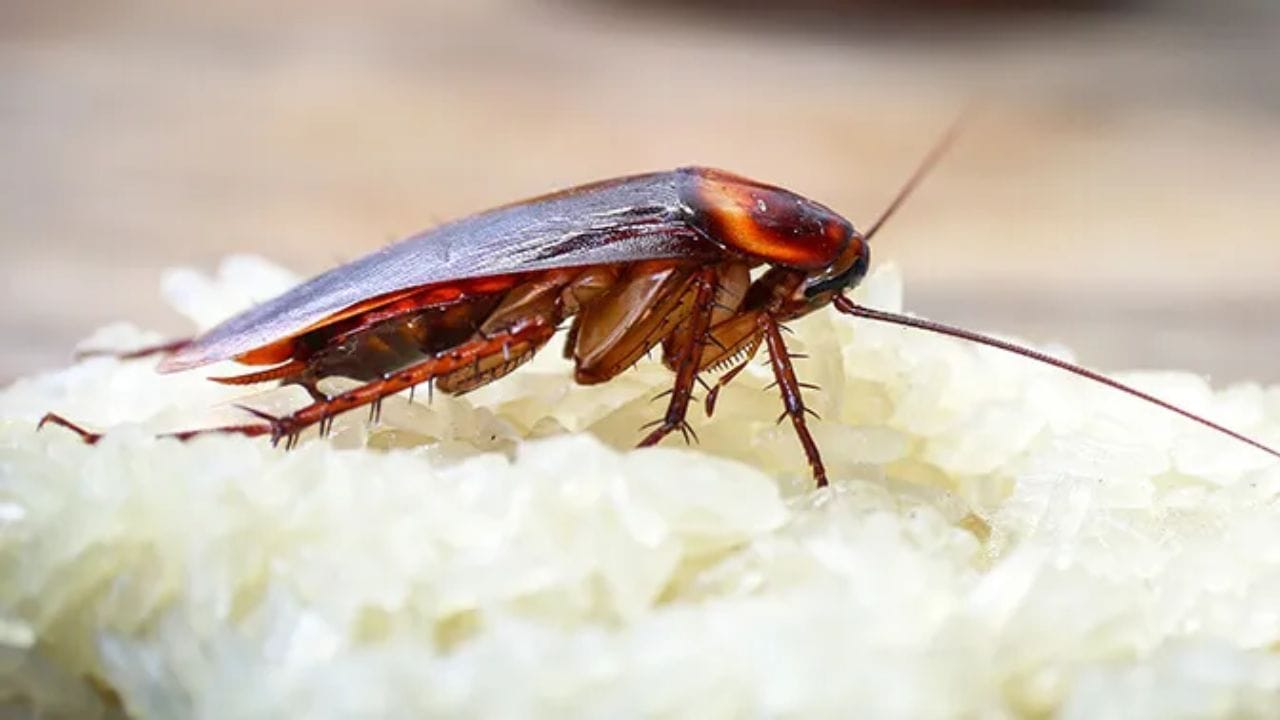 લોકોએ તેમાંથી છુટકારો મેળવવા માટે વિવિધ પદ્ધતિઓ અજમાવી છે પરંતુ બધી પદ્ધતિઓ અસરકારક નથી. વાસ્તવિક ઉકેલ એ સમજવાથી આવે છે કે તેઓ ક્યાં છુપાય છે, ક્યારે બહાર આવે છે અને તેમને દૂર કરવાની યોગ્ય પદ્ધતિઓ શું છે.
