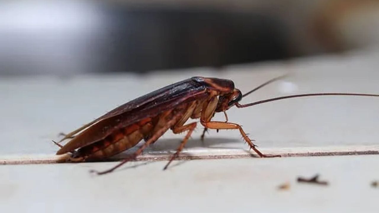 નિયંત્રણમાં રાખવું મુશ્કેલ: વંદાને નિયંત્રિત કરવા મુશ્કેલ છે. કારણ કે તેઓ અન્ય સામાન્ય જંતુઓથી વિપરીત છે. તેઓ ઝડપથી વધે છે. એક વંદો થોડા અઠવાડિયામાં સેંકડોની વસાહત બનાવી શકે છે. રાત્રે એક્ટિવ રહેતા વંદાઓ ઘણીવાર દિવસ દરમિયાન અદ્રશ્ય હોય છે. નાની તિરાડો, ગટર અને બીજી વસ્તુઓ પાછળના ખૂણાઓમાં છુપાયેલા હોય છે. 
