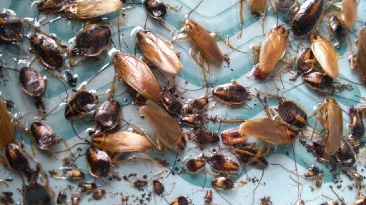 તેને કેવી રીતે દૂર કરવામાં આવે છે?: મોટાભાગના લોકો સ્પ્રે, ઘરગથ્થુ ઉપચાર અથવા સ્ટીકી ટ્રેપનો આશરો લે છે, પરંતુ આ ફક્ત કામચલાઉ રાહત આપે છે. ઘણીવાર સ્પ્રે વંદા સુધીપહોંચતા નથી. જેના કારણે ઇંડા બહાર નીકળે છે અને આખા ઘરમાં ફેલાય છે. પહેલા વંદાના હોટસ્પોટ ઓળખવા, બાઈટ અને જેલ લગાવવા, ઇંડાની રચના અટકાવવા માટે રસાયણોનો ઉપયોગ કરવો, એક્સેસ પોઈન્ટ બંધ કરવા અને દૈનિક સફાઈ જાળવવી. આ કારણોસર, IPM ને ​​શ્રેષ્ઠ પદ્ધતિ માનવામાં આવે છે, કારણ કે તે ફક્ત દૃશ્યમાન વંદો જ નહીં પરંતુ છુપાયેલા ઈંડા અને વસાહતોને પણ લક્ષ્ય બનાવે છે.
