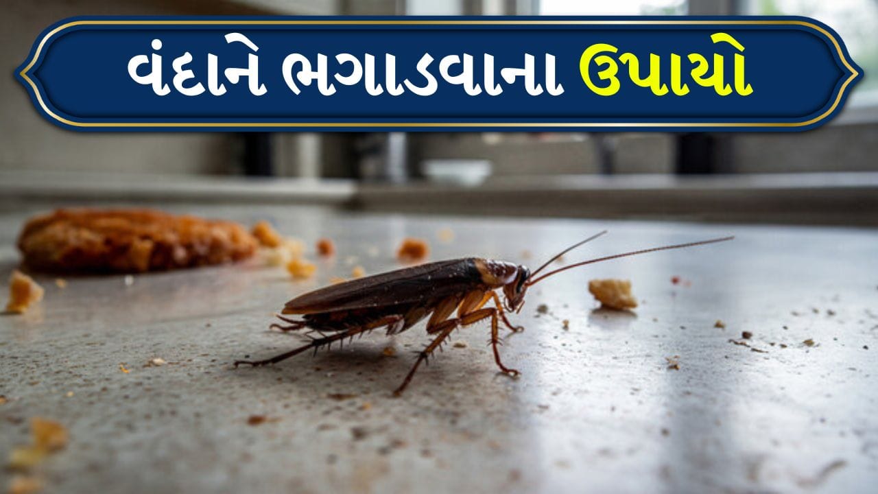 વંદો એવા જીવાત છે જે ઘરમાં પ્રવેશ્યા પછી સરળતાથી બહાર કાઢવા મુશ્કેલ છે. ફક્ત દવાનો છંટકાવ કરીને તેમને નિયંત્રિત કરવા માટે પૂરતું નથી; તેના બદલે, તેમના વર્તન અને છુપાવાના સ્થળોને સમજવા માટે યોગ્ય વ્યૂહરચના સમજવી જરૂરી છે. આ જ કારણ છે કે ઇન્ટિગ્રેટેડ પેસ્ટ મેનેજમેન્ટ (IPM), એક પદ્ધતિ જે જંતુનાશકો અને સ્વચ્છતાને જોડે છે.
