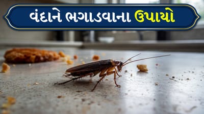 વંદો એવા જીવાત છે જે ઘરમાં પ્રવેશ્યા પછી સરળતાથી બહાર કાઢવા મુશ્કેલ છે. ફક્ત દવાનો છંટકાવ કરીને તેમને નિયંત્રિત કરવા માટે પૂરતું નથી; તેના બદલે, તેમના વર્તન અને છુપાવાના સ્થળોને સમજવા માટે યોગ્ય વ્યૂહરચના સમજવી જરૂરી છે. આ જ કારણ છે કે ઇન્ટિગ્રેટેડ પેસ્ટ મેનેજમેન્ટ (IPM), એક પદ્ધતિ જે જંતુનાશકો અને સ્વચ્છતાને જોડે છે.
