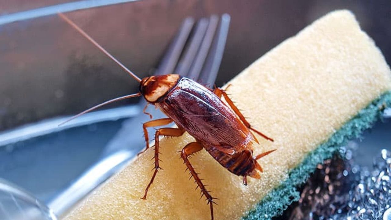 હવાચુસ્ત કન્ટેનરમાં ખોરાક સંગ્રહ કરવો. દરરોજ કચરાનો નિકાલ કરવો. રસોડું અને બાથરૂમ સૂકું રાખવું અને કચરો ઓછો કરવો. જેવી દૈનિક આદતો પણ એટલી જ મહત્વપૂર્ણ છે. આ નવા જંતુઓને સ્થાયી થતા અટકાવે છે. કેટલીક પરિસ્થિતિઓમાં જેમ કે જ્યારે દિવસ દરમિયાન વંદો દેખાય છે અને દરેક રૂમમાં ફેલાય છે, અથવા પડોશી ઘરોમાંથી સતત આવતા હોય છે, ત્યારે ઘરગથ્થુ ઉપચાર અપૂરતા હોઈ શકે છે. આવી પરિસ્થિતિઓમાં, પ્રોફેશનલ સર્વિસ વધુ અસરકારક હોય છે. જો ઘર સારી રીતે જાળવવામાં આવે તો જ લાંબા ગાળાની રાહત પ્રાપ્ત થાય છે.
