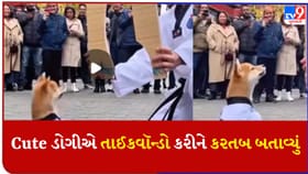 Cute ડોગીએ તાઈકવૉન્ડો કરીને ટાઇલ્સ તોડી, જુઓ Video