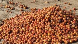 Surendranagar : માવઠાથી દાડમના બાગાયત પાકને વ્યાપક અસર, ખેડૂતો દાડમ ફેંકી દેવા મજબૂર, જુઓ Video