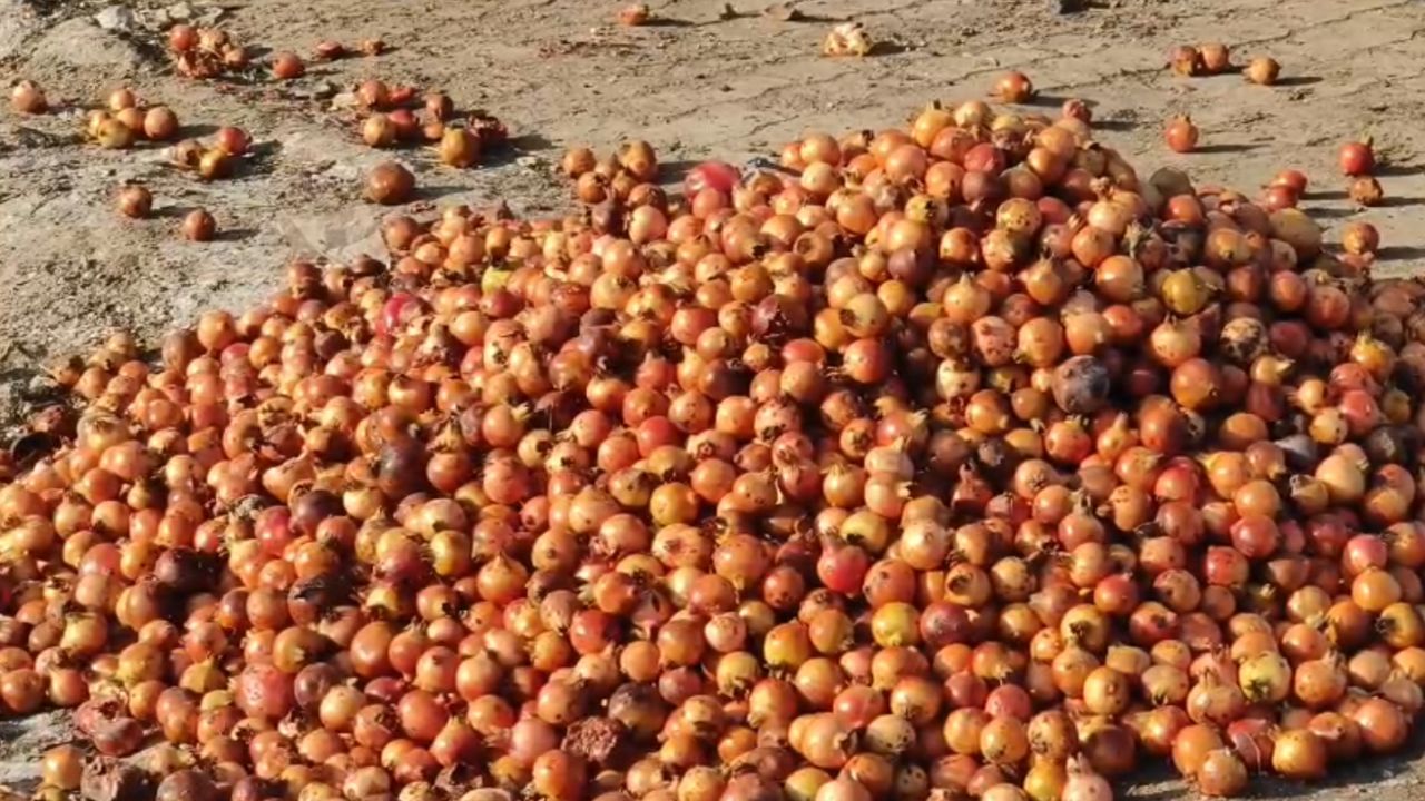 Surendranagar : માવઠાથી દાડમના બાગાયત પાકને વ્યાપક અસર, ખેડૂતો દાડમ ફેંકી દેવા મજબૂર, જુઓ Video