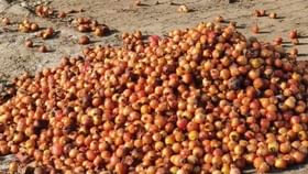 માવઠાથી દાડમના બાગાયત પાકને વ્યાપક અસર, ખેડૂતો દાડમ ફેંકી દેવા મજબૂર