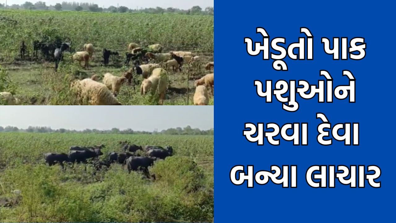 ધોરાજીમાં માવઠાએ સંપૂર્ણ પાક ધોઈ નાખતા ખેડૂતોએ બગડી ગયેલા પાકમાં પશુઓને ચરવા છોડી દીધા- Video