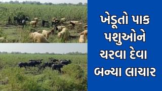 ધોરાજીમાં માવઠાએ સંપૂર્ણ પાક ધોઈ નાખતા ખેડૂતોએ બગડી ગયેલા પાકમાં પશુઓને ચરવા છોડી દીધા- Video