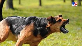 અમદાવાદમાં પાલતુ શ્વાને માસૂમ બાળક પર કર્યો હુમલો, માલિકની ધરપકડ