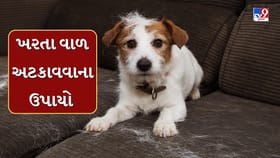 પાલતુ શ્વાનના વાળ ખરવાની સમસ્યા છે ? અપનાવો આ ઘરેલું ટીપ્સ