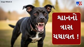 Breaking News : શ્વાનનો ત્રાસ યથાવત ! વડોદરામાં એક અઠવાડિયામાં શ્વાન કરડવાના 55 કેસ નોંધાયા, જુઓ Video