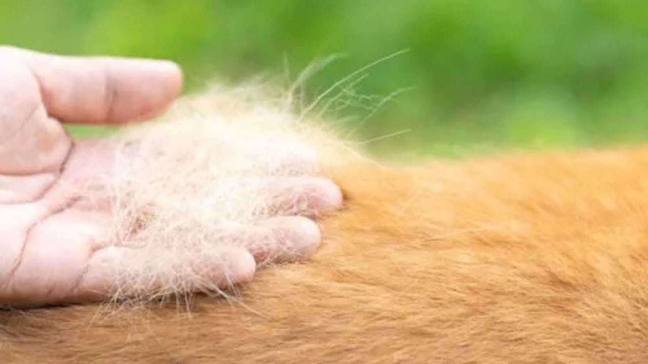 શ્વાનના વાળ ખરવા માટેના ઘરગથ્થુ ઉપાયો તમે અપનાવી શકો છો. જેમાં તમે ખોરાકમાં 1-2 ચમચી નાળિયેર તેલ ઉમેરી અઠવાડિયામાં 3-4 વખત આપી શકો છો. આ ઉપરાંત કોકોનટ ઓઈલથી માલિશ પણ કરી શકો છો.