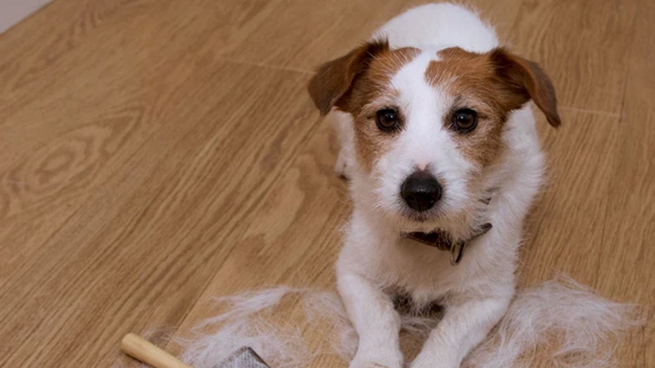 શું તમારા શ્વાનના વાળ ખરવા, ટાલ પડવા કે એકંદરે પાતળા થવાનો અનુભવ થઈ રહ્યો છે? જે એલર્જી, મોસમી વાળ ખરવા અથવા ઉંદરી જેવી એલોપેસિયાના કારણે થઈ શકે છે. 